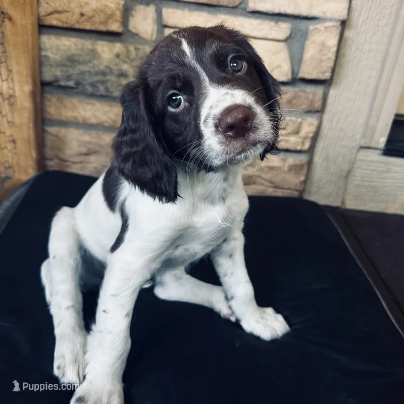 Star – English Springer Spaniel puppy for sale in Broomfield, CO