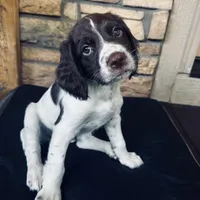 Star, a male English Springer Spaniel for sale in Broomfield, CO – 1 of 10