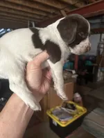 Mickey, a  English Springer Spaniel for sale in Broomfield, CO – 4 of 5