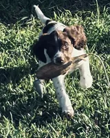 STAR, a male English Springer Spaniel for sale in Broomfield, CO – 4 of 7