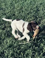 STAR, a male English Springer Spaniel for sale in Broomfield, CO – 3 of 7