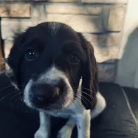 Tater, a female English Springer Spaniel for sale in Broomfield, CO – 6 of 10
