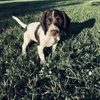 Micky, a female English Springer Spaniel for sale in Broomfield, CO – 7 of 10