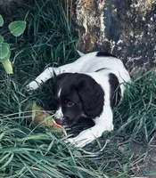 STAR, a male English Springer Spaniel for sale in Broomfield, CO – 6 of 7