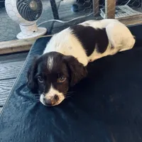 Tater, a female English Springer Spaniel for sale in Broomfield, CO – 3 of 10