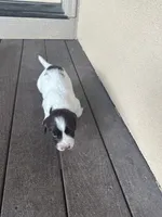 Yeti, a female English Springer Spaniel for sale in Broomfield, CO – 5 of 8