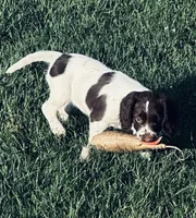 Micky, a female English Springer Spaniel for sale in Broomfield, CO – 2 of 10