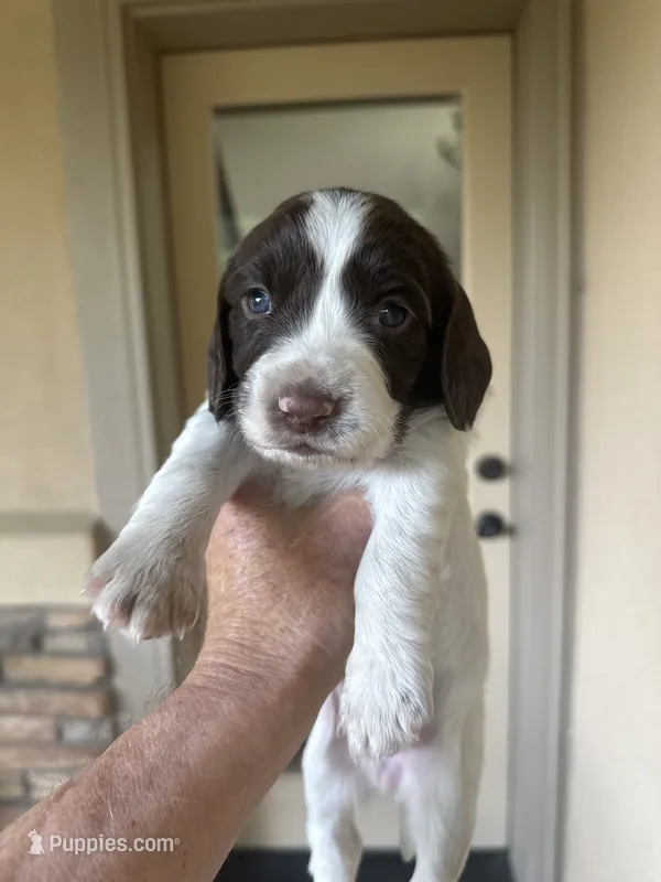 Yeti – English Springer Spaniel puppy for sale in Broomfield, CO