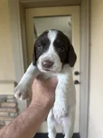 Yeti, a female English Springer Spaniel for sale in Broomfield, CO – 1 of 8