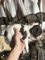 Mickey, a  English Springer Spaniel for sale in Broomfield, CO – 5 of 5