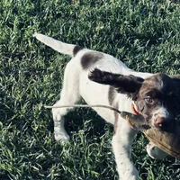 STAR, a male English Springer Spaniel for sale in Broomfield, CO – 5 of 7