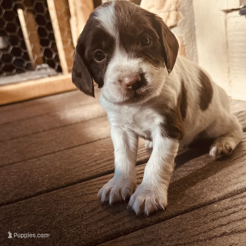 Mickey – English Springer Spaniel puppy for sale in Broomfield, CO