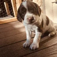 Mickey, a  English Springer Spaniel for sale in Broomfield, CO – 1 of 5