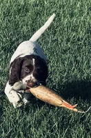Micky, a female English Springer Spaniel for sale in Broomfield, CO – 5 of 10