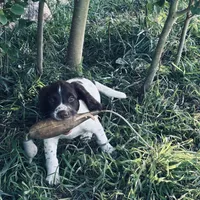 STAR, a male English Springer Spaniel for sale in Broomfield, CO – 2 of 7