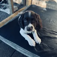 Tater, a female English Springer Spaniel for sale in Broomfield, CO – 5 of 10