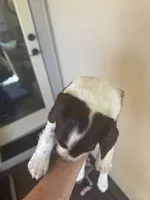 Mickey, a female English Springer Spaniel for sale in Broomfield, CO – 6 of 10