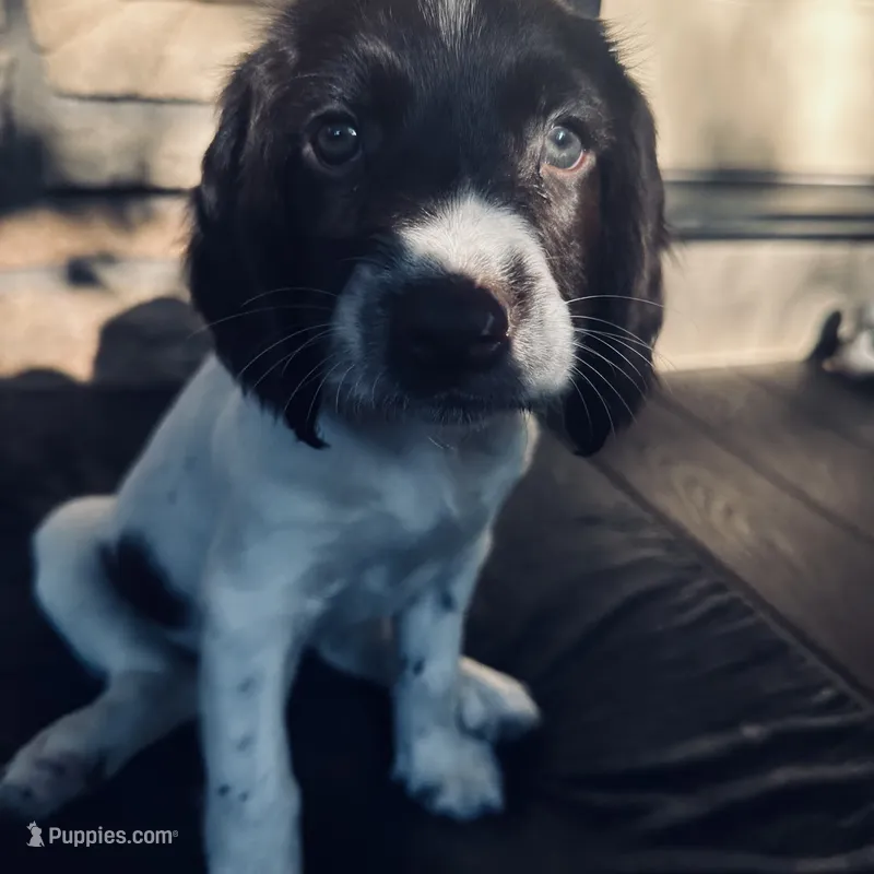 Tater – English Springer Spaniel puppy for sale in Broomfield, CO