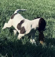Micky, a female English Springer Spaniel for sale in Broomfield, CO – 3 of 10