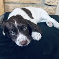Star, a male English Springer Spaniel for sale in Broomfield, CO – 2 of 10