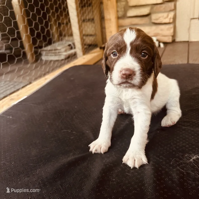 Star – English Springer Spaniel puppy for sale in Broomfield, CO