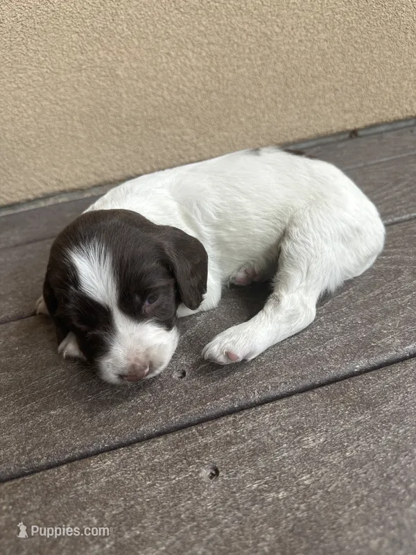 Yeti – English Springer Spaniel puppy for sale in Broomfield, CO