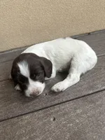 Yeti, a female English Springer Spaniel for sale in Broomfield, CO – 3 of 8