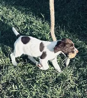 STAR, a male English Springer Spaniel for sale in Broomfield, CO – 7 of 7