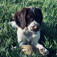 Micky, a female English Springer Spaniel for sale in Broomfield, CO – 9 of 10