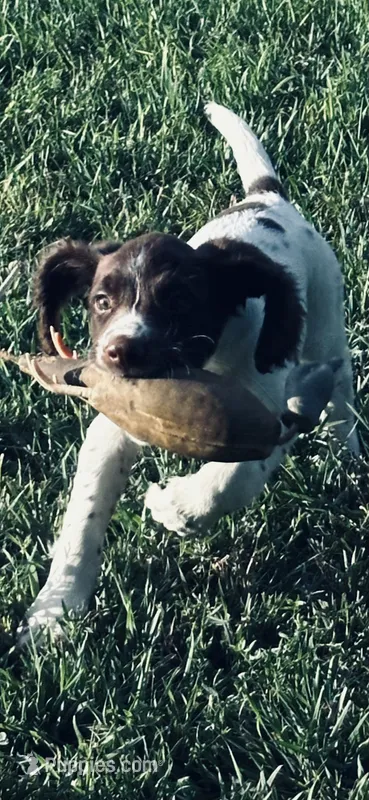 STAR – English Springer Spaniel puppy for sale in Broomfield, CO