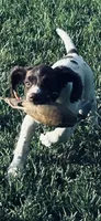 STAR, a male English Springer Spaniel for sale in Broomfield, CO – 1 of 7