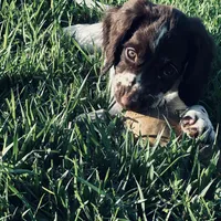 Micky, a female English Springer Spaniel for sale in Broomfield, CO – 8 of 10