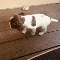 Star, a male English Springer Spaniel for sale in Broomfield, CO – 5 of 6
