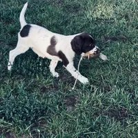 Micky, a female English Springer Spaniel for sale in Broomfield, CO – 6 of 10
