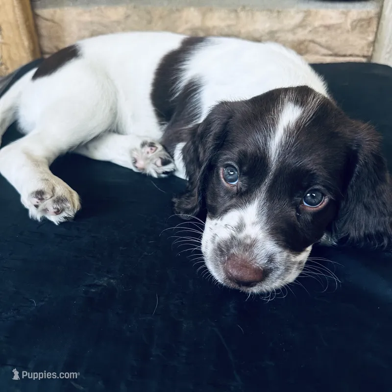 Mickey – English Springer Spaniel puppy for sale in Broomfield, CO