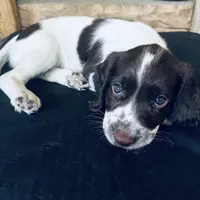 Mickey, a female English Springer Spaniel for sale in Broomfield, CO – 1 of 10