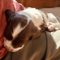 Mickey, a female English Springer Spaniel for sale in Broomfield, CO – 7 of 10