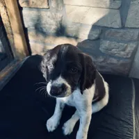 Tater, a female English Springer Spaniel for sale in Broomfield, CO – 4 of 10