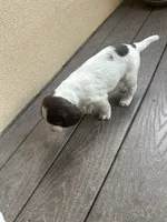 Yeti, a female English Springer Spaniel for sale in Broomfield, CO – 4 of 8