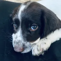 Mickey, a female English Springer Spaniel for sale in Broomfield, CO – 2 of 10