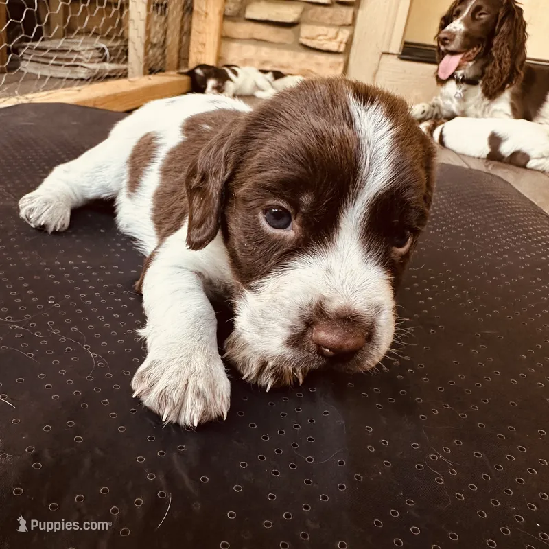 Star – English Springer Spaniel puppy for sale in Broomfield, CO
