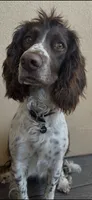 Tater, a female English Springer Spaniel for sale in Broomfield, CO – 8 of 10