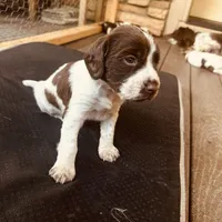 Star, a male English Springer Spaniel for sale in Broomfield, CO – 4 of 6