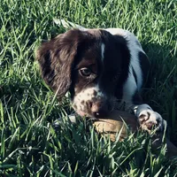 Micky, a female English Springer Spaniel for sale in Broomfield, CO – 10 of 10