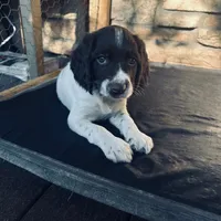 Tater, a female English Springer Spaniel for sale in Broomfield, CO – 2 of 10