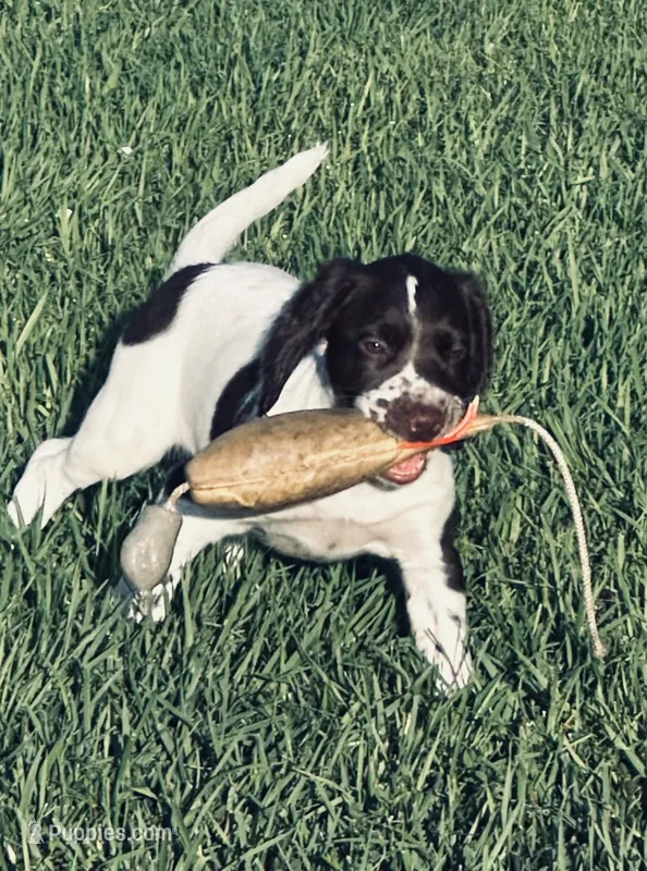 Micky – English Springer Spaniel puppy for sale in Broomfield, CO