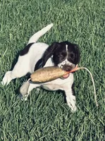 Micky, a female English Springer Spaniel for sale in Broomfield, CO – 1 of 10