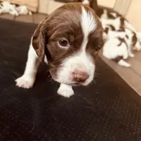 Star, a male English Springer Spaniel for sale in Broomfield, CO – 3 of 6