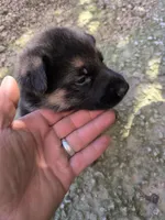 Purple, a female German Shepherd Dog for sale in North Manchester, IN – 3 of 4