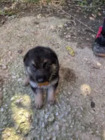 Yellow, a female German Shepherd Dog for sale in North Manchester, IN – 4 of 4